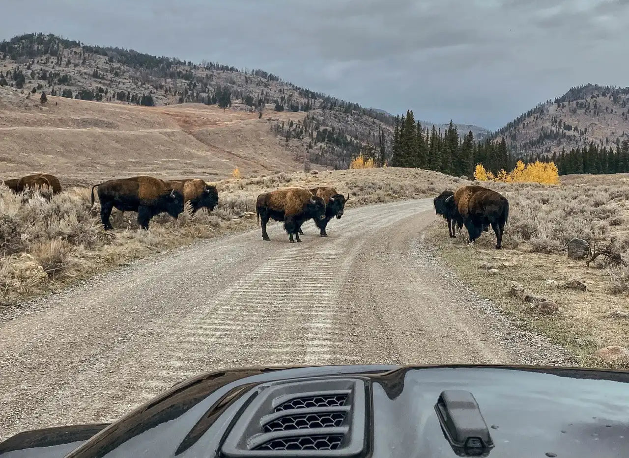 DETOUR BISON