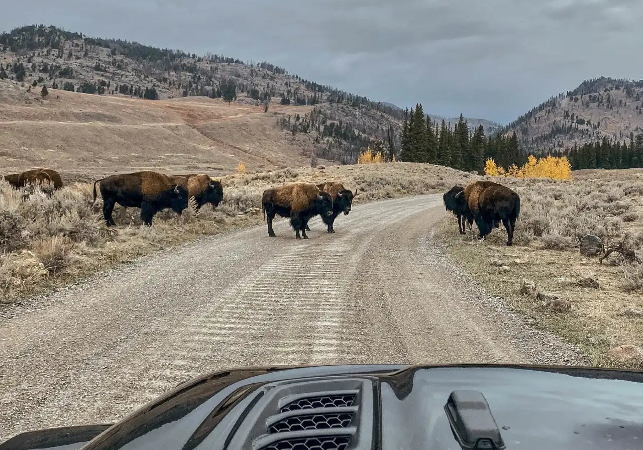 DETOUR BISON